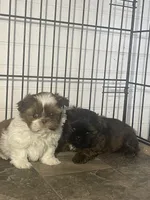 AVANTI SHIH TZU, a male Shih Tzu for sale in Hemingway, SC – 3 of 5