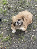 AVANTI IMPERIAL SHIH TZU, a female Shih Tzu for sale in Hemingway, SC – Photo 6 of 6