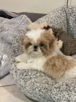 AVANTI IMPERIAL SHIH TZU, a female Shih Tzu for sale in Hemingway, SC – Photo 4 of 6