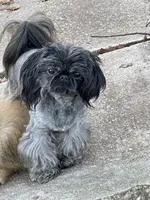 AVANTI IMPERIAL SHIH TZU, a female Shih Tzu for sale in Hemingway, SC – Photo 5 of 6