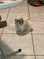 AVANTI IMPERIAL SHIH TZU, a female Shih Tzu for sale in Hemingway, SC – Photo 3 of 6