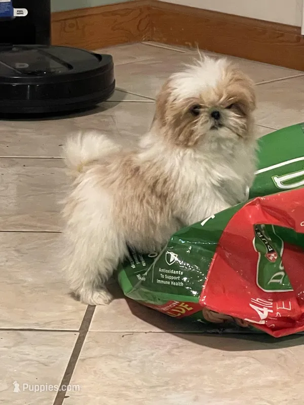 AVANTI IMPERIAL SHIH TZU – Shih Tzu puppy for sale in Hemingway, SC