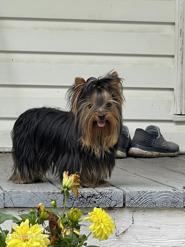 AVANTIYORKIE – Yorkshire Terrier puppy for sale in Hemingway, SC