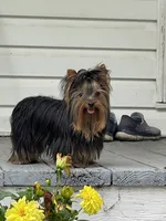 AVANTIYORKIE, a male Yorkshire Terrier for sale in Hemingway, SC – 1 of 10