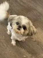 AVANTI SHIH TZU, a male Shih Tzu for sale in Hemingway, SC – 5 of 6