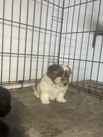 AVANTI SHIH TZU, a male Shih Tzu for sale in Hemingway, SC – 2 of 6