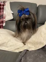 IMPERIAL SHIH TZU (CHEWY), a male Shih Tzu for sale in Hemingway, SC – 4 of 7
