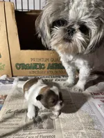 AVANTI SHIH TZU, a male Shih Tzu for sale in Hemingway, SC – 4 of 6