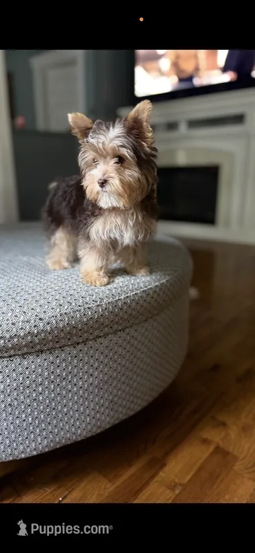 Ellie May – Yorkshire Terrier puppy for sale in Martinsville, IN