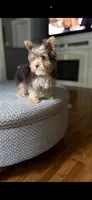 Ellie May, a female Yorkshire Terrier for sale in Martinsville, IN – 1 of 1