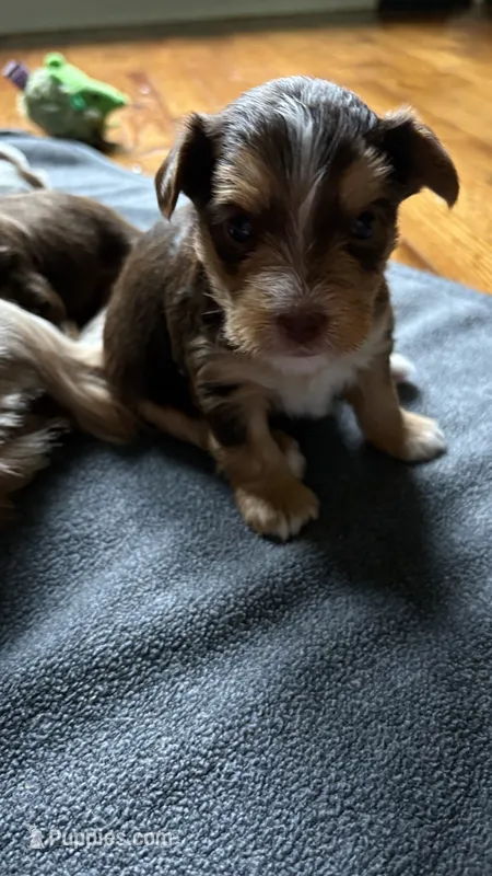 Maggie – Yorkshire Terrier puppy for sale in Martinsville, IN