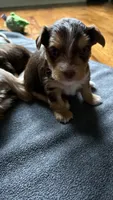 Maggie, a female Yorkshire Terrier for sale in Martinsville, IN – 1 of 2