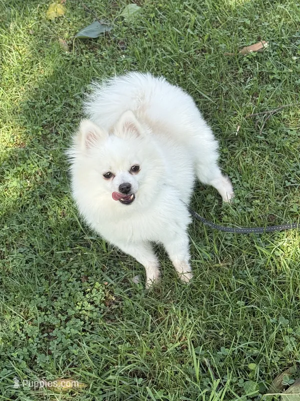 Dexter – Pomeranian puppy for sale in Martinsville, IN