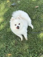 Dexter, a male Pomeranian for sale in Martinsville, IN – 1 of 2
