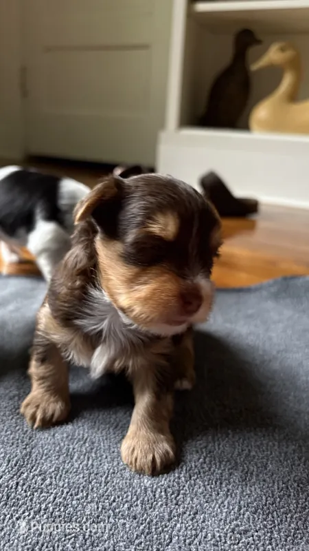 Mac – Yorkshire Terrier puppy for sale in Martinsville, IN