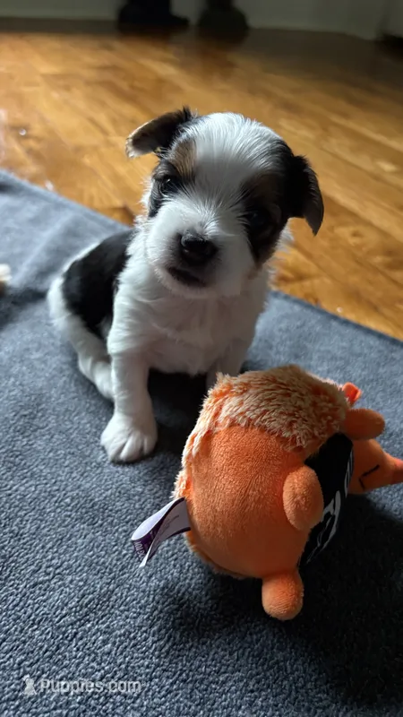 Toby – Yorkshire Terrier puppy for sale in Martinsville, IN