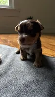 Maggie, a female Yorkshire Terrier for sale in Martinsville, IN – 2 of 2