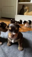 Mac, a male Yorkshire Terrier for sale in Martinsville, IN – 2 of 2