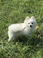 Dexter, a male Pomeranian for sale in Martinsville, IN – 2 of 2