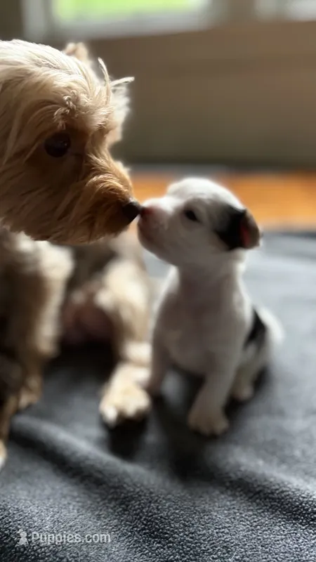 Misty – Yorkshire Terrier puppy for sale in Martinsville, IN