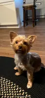 AKC  Ollie, a male Yorkshire Terrier for sale in Martinsville, IN – Photo 8 of 8