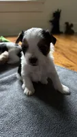 Spot, a male Yorkshire Terrier for sale in Martinsville, IN – 2 of 2
