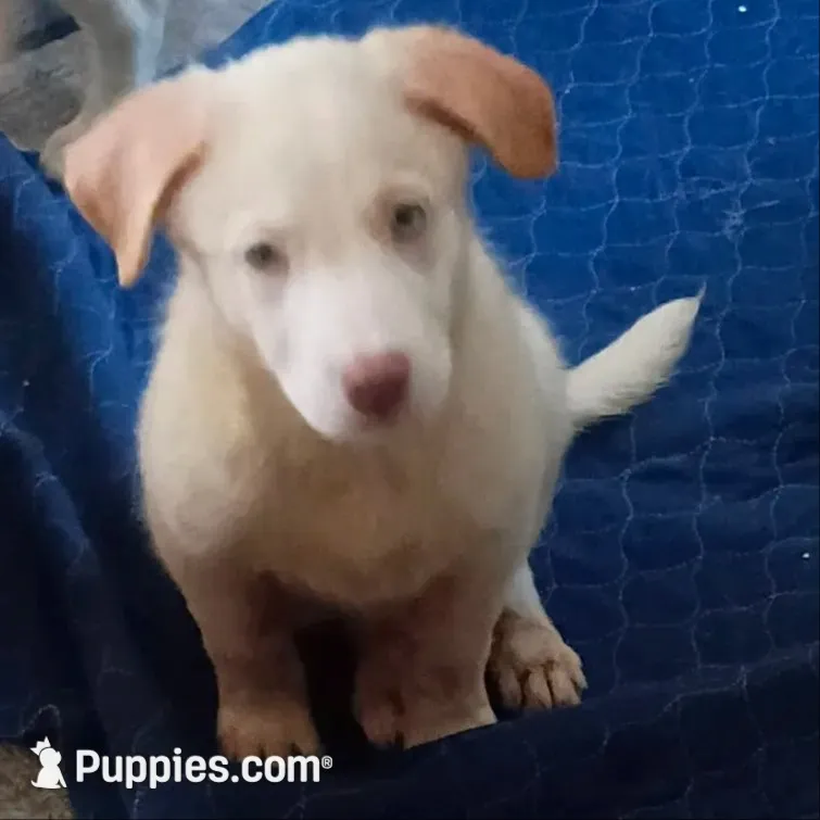 Sweety Girl, a female Border Collie for sale in Julian, CA – 9 of 10