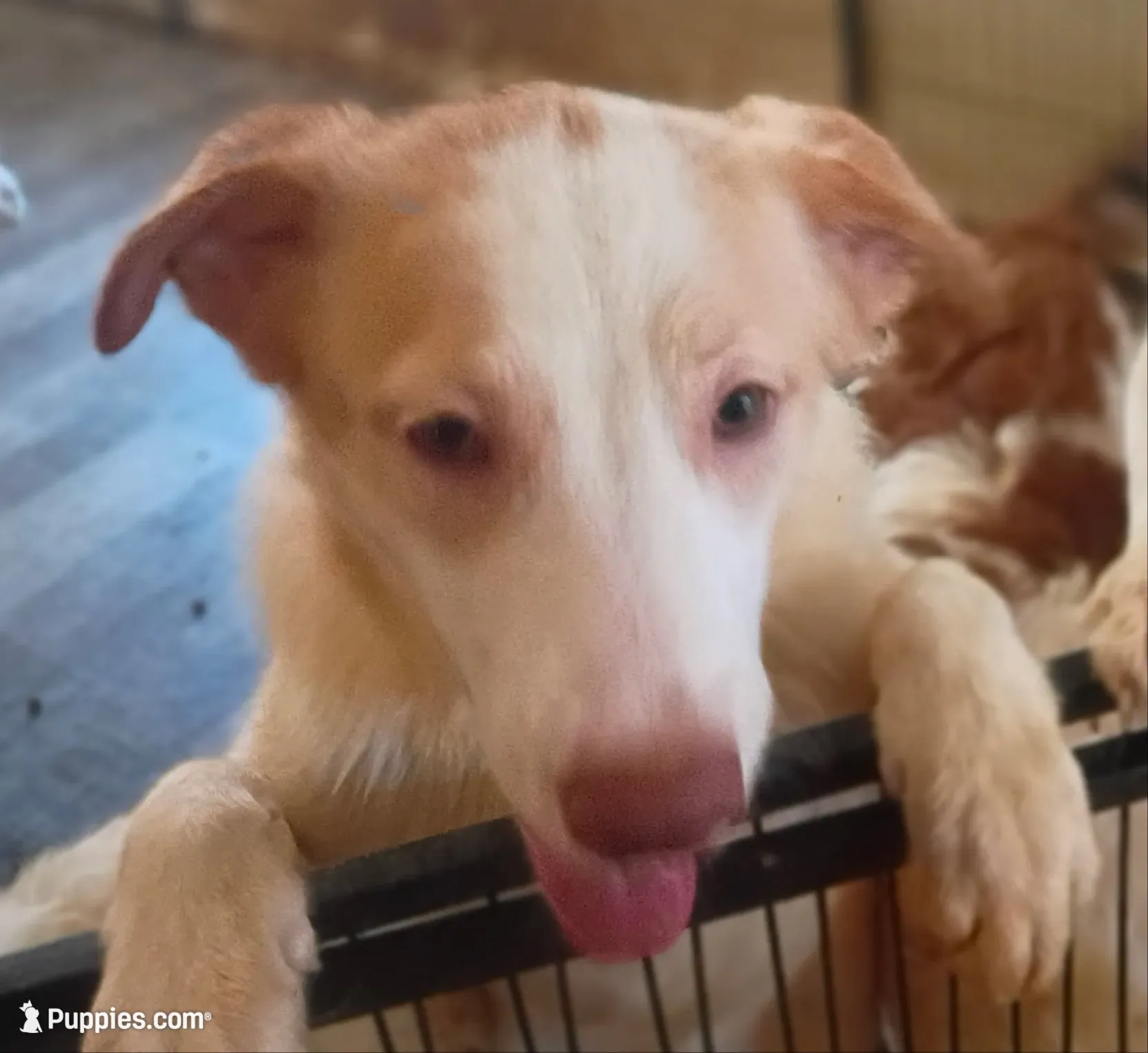 Weezy, a female Border Collie for sale in Julian, CA – 4 of 9