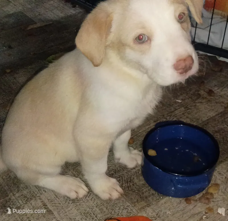 Weezy – Border Collie puppy for sale in Julian, CA