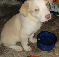 Weezy, a female Border Collie for sale in Julian, CA – 4 of 8