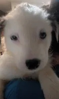 Raggy Muffin , a female Border Collie for sale in Julian, CA – 7 of 9