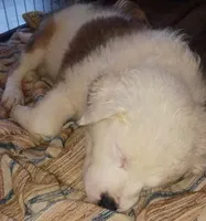 Allee, a female Border Collie for sale in Julian, CA – 2 of 4