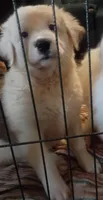 Allee, a female Border Collie for sale in Julian, CA – 4 of 4
