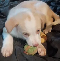 Weezy, a female Border Collie for sale in Julian, CA – 2 of 8