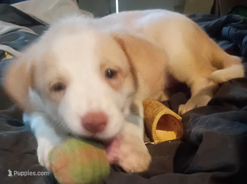 Weezy – Border Collie puppy for sale in Julian, CA