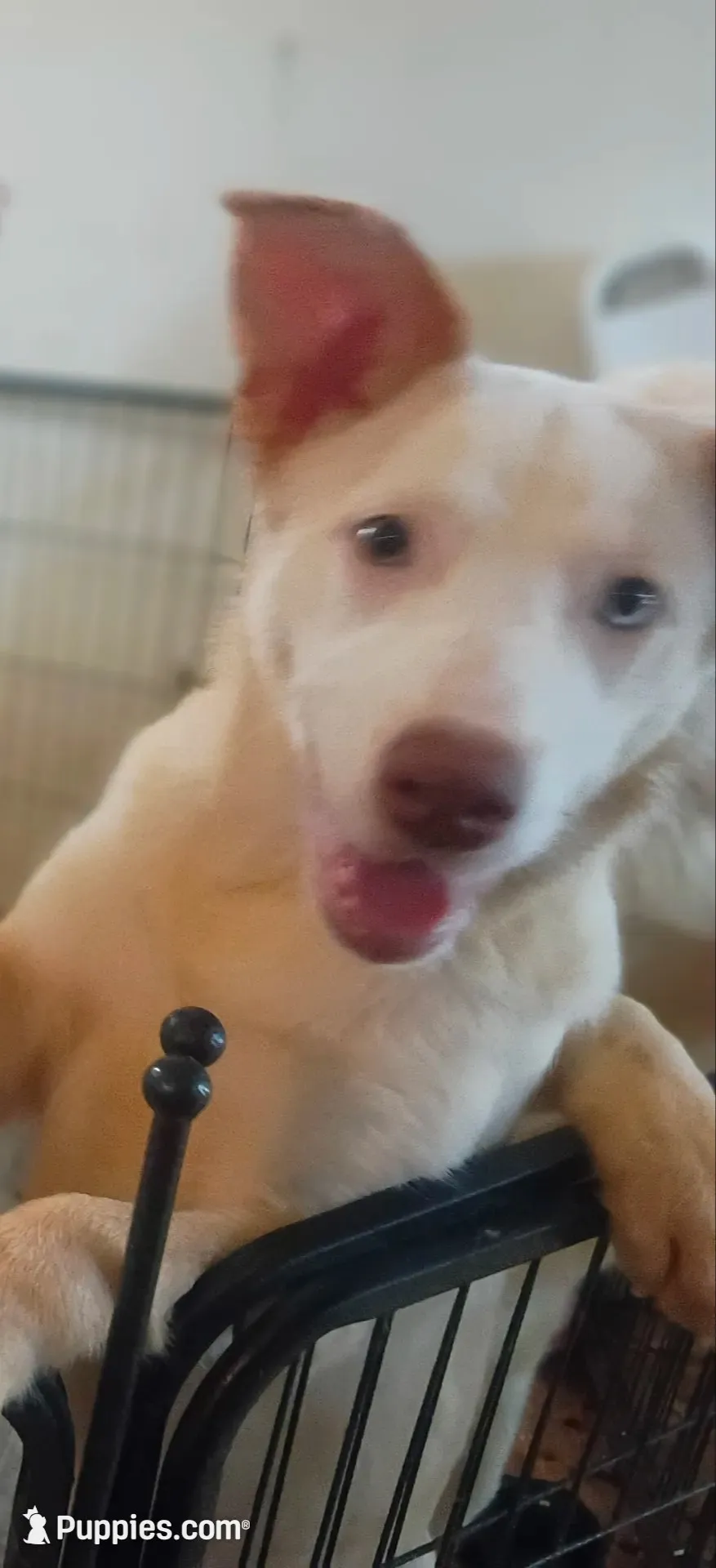 Sweety Girl, a female Border Collie for sale in Julian, CA – 5 of 10