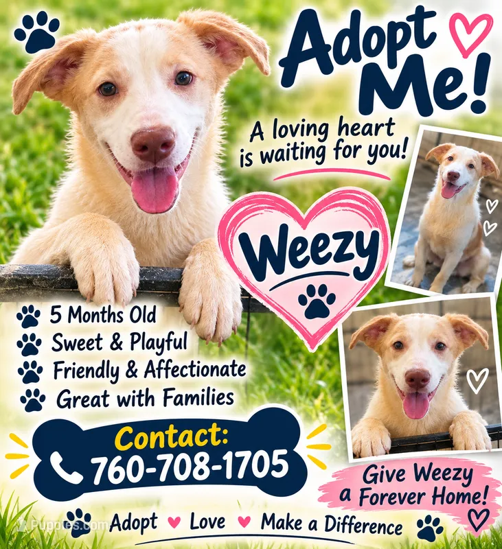 Weezy – Border Collie puppy for sale in Julian, CA