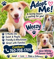 Weezy, a female Border Collie for sale in Julian, CA – 1 of 9