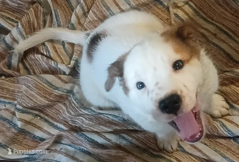 Snoopy  – Border Collie puppy for sale in Julian, CA