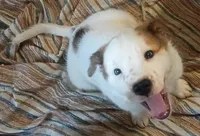 Snoopy , a male Border Collie for sale in Julian, CA – 1 of 10