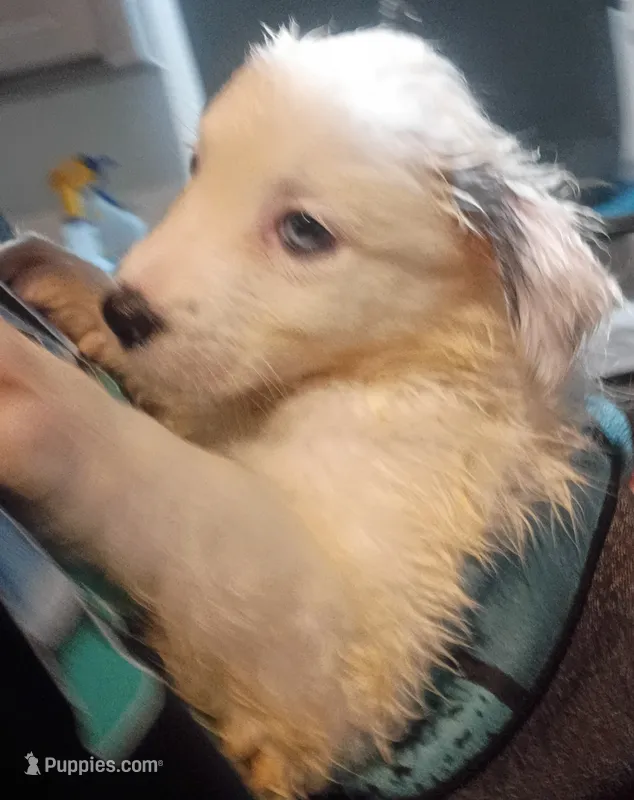 Raggy Muffin  – Border Collie puppy for sale in Julian, CA