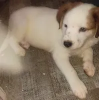 Snoopy , a male Border Collie for sale in Julian, CA – 3 of 10