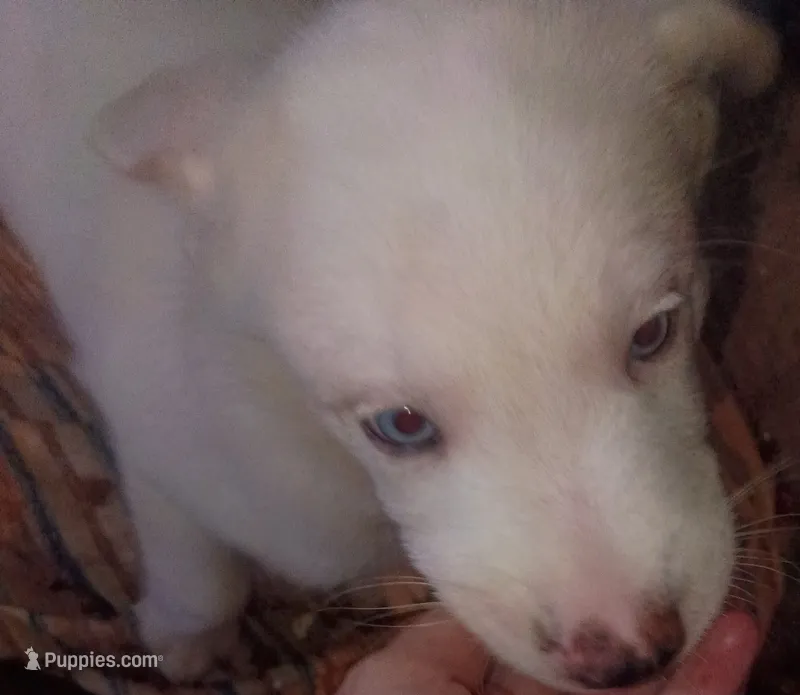 Mr handsome  – Border Collie puppy for sale in Julian, CA