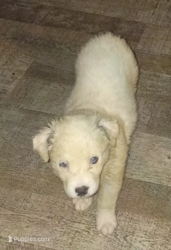 Raggy Muffin  – Border Collie puppy for sale in Julian, CA