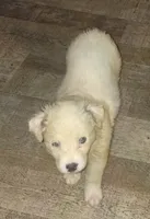 Raggy Muffin , a female Border Collie for sale in Julian, CA – 1 of 4