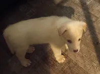 Vanilla, a female Border Collie for sale in Julian, CA – 3 of 5