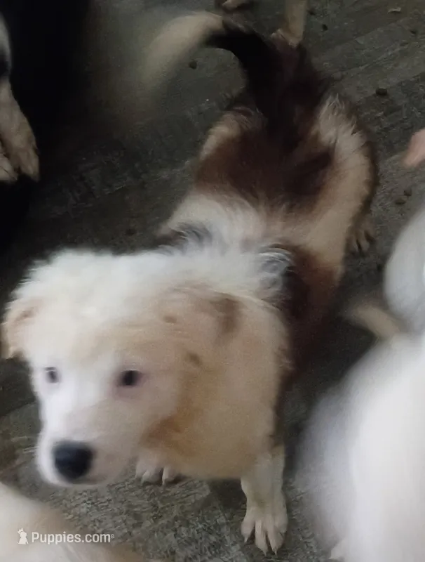 Allee – Border Collie puppy for sale in Julian, CA