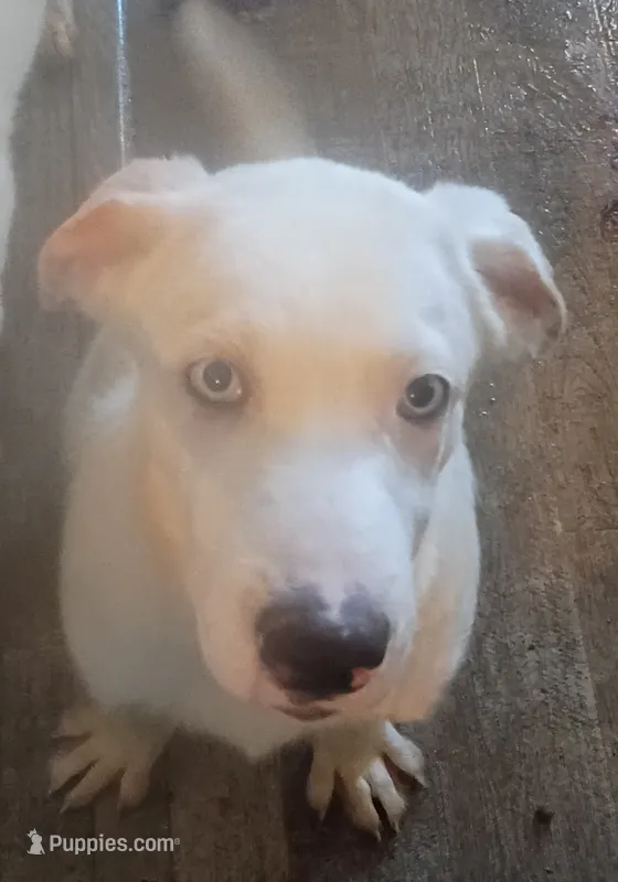 Blue  – Border Collie puppy for sale in Julian, CA