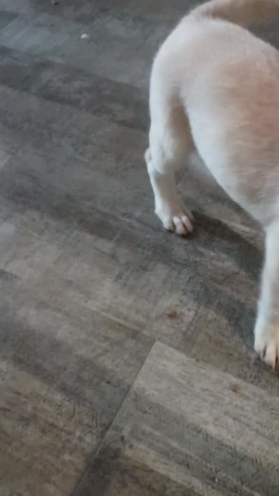 Weezy, a female Border Collie for sale in Julian, CA – 8 of 8