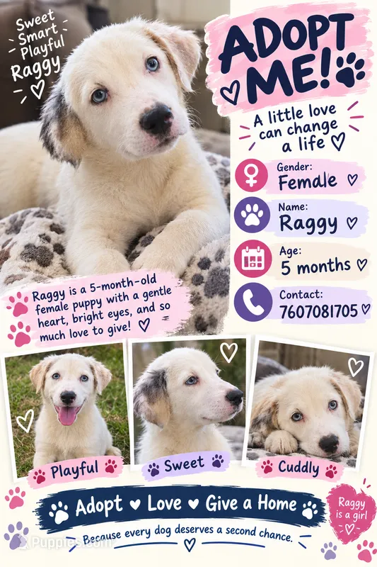 Raggy – Border Collie puppy for sale in Julian, CA